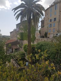 Palm trees by plants against sky