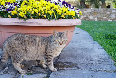 Portrait of cat on footpath