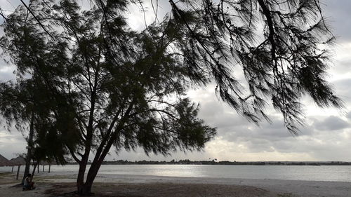 Trees by sea against sky