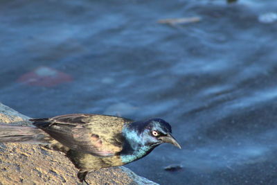 Close-up of a bird