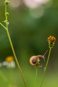 Close-up of snail on plant