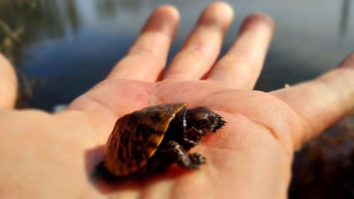 Close-up of hand holding leaf