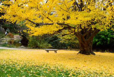 Yellow flowers in autumn tree