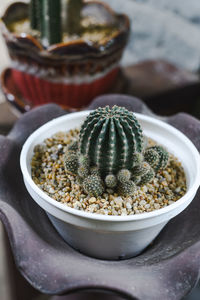 High angle view of cactus in bowl on table