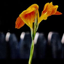 Close-up of yellow flowers