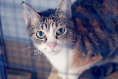 Close-up portrait of cat