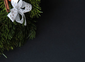 Close-up of christmas plant against black background