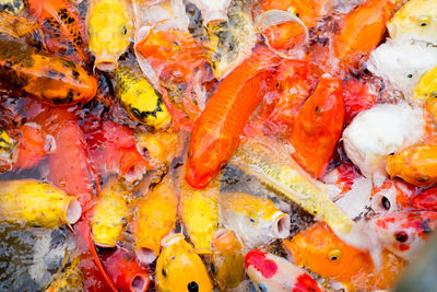 High angle view of koi fish in water