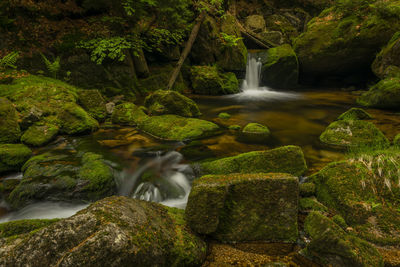 Scenic view of waterfall in forest