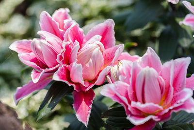 Close-up of pink flowering plants