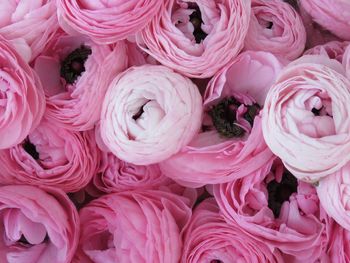 Full frame shot of pink roses