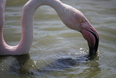 Close-up of bird drinking water