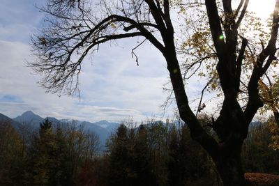 Trees in forest against sky