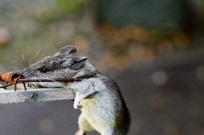 Close-up of dead mouse in trap