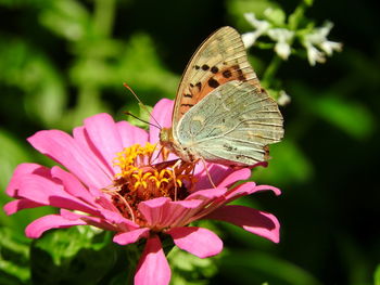 Close-up of butterfly pollinating on pink flower