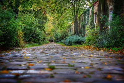 Surface level of footpath amidst trees in forest