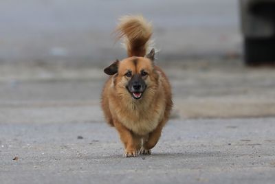 Portrait of dog walking