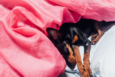 Dog sleeping on bed