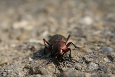 Close-up of insect