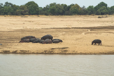 Close-up of a group of hippos