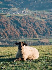 Portrait of a sheep on field