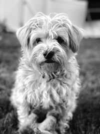 Portrait of dog on grass 