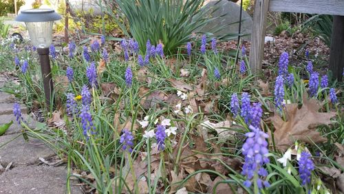 Close-up of purple flowers blooming in field