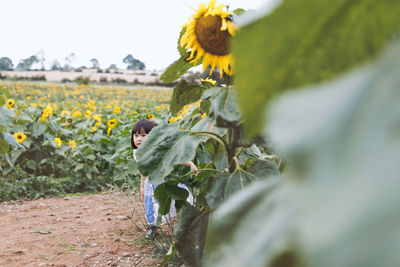 Close-up of sunflower on field