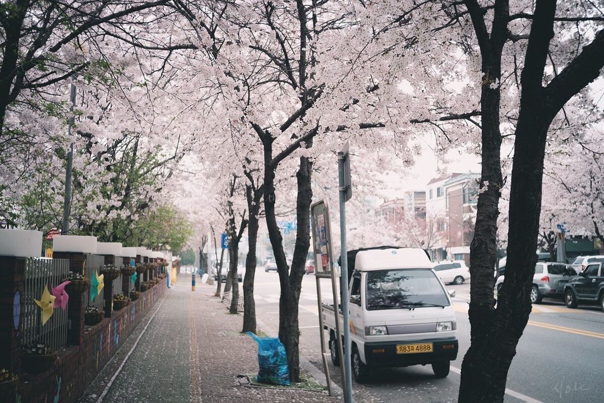 CARS ON ROAD AMIDST TREES