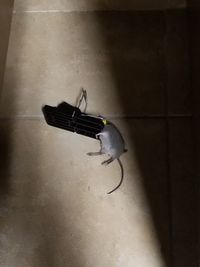 Close-up of insect on floor