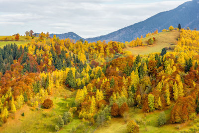 Scenic view of autumn colored alpine forest in the transylvanian alps in romania
