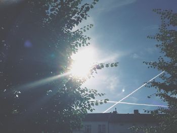 Low angle view of trees against sky