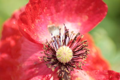 Close-up of insect on red flower