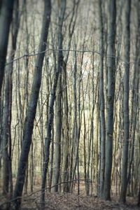 Bare trees in forest