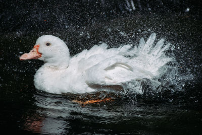 Duck swimming in lake