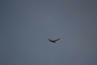 Low angle view of birds in flight