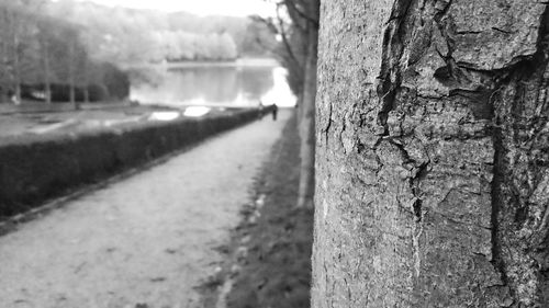 View of tree trunk