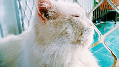 Close-up of a cat