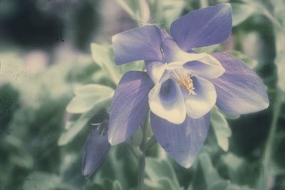 Close-up of flower blooming outdoors