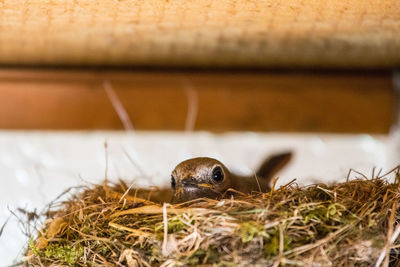 Close-up of snake