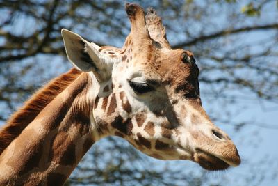 Close-up of a giraffe