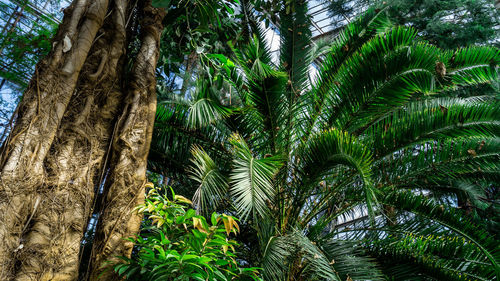 Close-up of palm tree