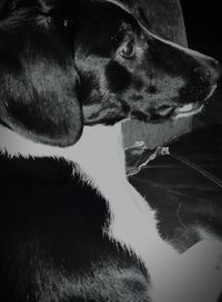 Close-up of dog