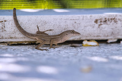 Close-up of lizard on land