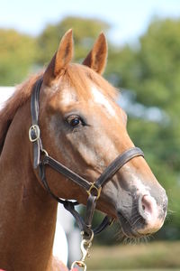 Close-up of horse in ranch