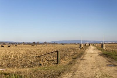 Scenic view of field against clear sky