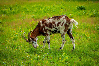 Goat grazing on