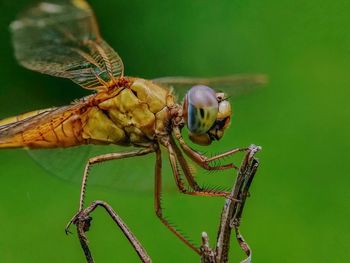 Close-up of dragonfly on leaf