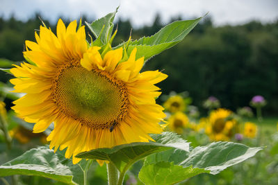 Close-up of sunflower on field