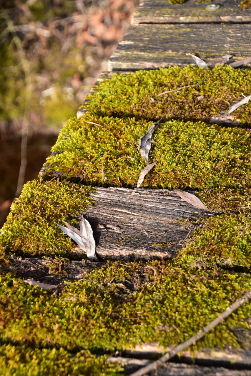 plant, moss, no people, day, nature, close-up, green color, tree, selective focus, wood - material, growth, focus on foreground, outdoors, animals in the wild, animal, falling, animal themes, timber, wood, animal wildlife, lichen, bark